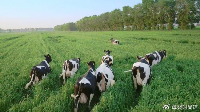 飞鹤推出24小时黄金牛初乳粉,全产业链优势助力全民营养升级